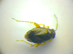  ( - BFB_Heteroptera_Kuechler_0138)  @12 [ ] CreativeCommons - Attribution Non-Commercial Share-Alike (2010) SNSB, Zoologische Staatssammlung Muenchen SNSB, Zoologische Staatssammlung Muenchen