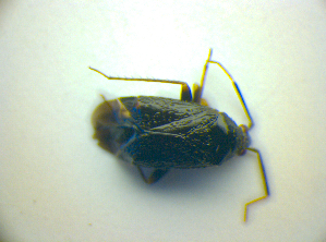  ( - BFB_Heteroptera_Kuechler_0147)  @11 [ ] CreativeCommons - Attribution Non-Commercial Share-Alike (2010) SNSB, Zoologische Staatssammlung Muenchen SNSB, Zoologische Staatssammlung Muenchen