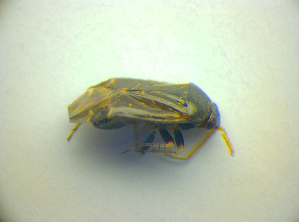 ( - BFB_Heteroptera_Kuechler_0149)  @11 [ ] CreativeCommons - Attribution Non-Commercial Share-Alike (2010) SNSB, Zoologische Staatssammlung Muenchen SNSB, Zoologische Staatssammlung Muenchen