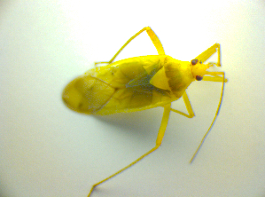  (Calocoris alpestris - BFB_Heteroptera_Kuechler_0150)  @12 [ ] CreativeCommons - Attribution Non-Commercial Share-Alike (2010) SNSB, Zoologische Staatssammlung Muenchen SNSB, Zoologische Staatssammlung Muenchen