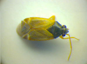  ( - BFB_Heteroptera_Kuechler_0170)  @12 [ ] CreativeCommons - Attribution Non-Commercial Share-Alike (2010) SNSB, Zoologische Staatssammlung Muenchen SNSB, Zoologische Staatssammlung Muenchen