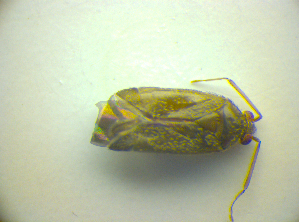  ( - BFB_Heteroptera_Kuechler_0175)  @12 [ ] CreativeCommons - Attribution Non-Commercial Share-Alike (2010) SNSB, Zoologische Staatssammlung Muenchen SNSB, Zoologische Staatssammlung Muenchen