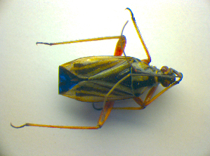  ( - BFB_Heteroptera_Kuechler_0190)  @13 [ ] CreativeCommons - Attribution Non-Commercial Share-Alike (2010) SNSB, Zoologische Staatssammlung Muenchen SNSB, Zoologische Staatssammlung Muenchen