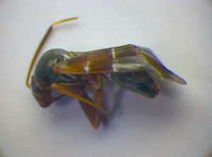  ( - BFB_Heteroptera_Kuechler_0215)  @12 [ ] CreativeCommons - Attribution Non-Commercial Share-Alike (2010) SNSB, Zoologische Staatssammlung Muenchen SNSB, Zoologische Staatssammlung Muenchen