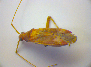  ( - BFB_Heteroptera_Kuechler_0239)  @12 [ ] CreativeCommons - Attribution Non-Commercial Share-Alike (2010) SNSB, Zoologische Staatssammlung Muenchen SNSB, Zoologische Staatssammlung Muenchen