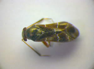  ( - BFB_Heteroptera_Kuechler_0256)  @13 [ ] CreativeCommons - Attribution Non-Commercial Share-Alike (2010) SNSB, Zoologische Staatssammlung Muenchen SNSB, Zoologische Staatssammlung Muenchen