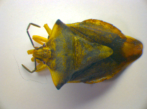  ( - BFB_Heteroptera_Kuechler_0259)  @11 [ ] CreativeCommons - Attribution Non-Commercial Share-Alike (2010) SNSB, Zoologische Staatssammlung Muenchen SNSB, Zoologische Staatssammlung Muenchen