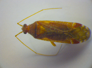  ( - BFB_Heteroptera_Kuechler_0260)  @13 [ ] CreativeCommons - Attribution Non-Commercial Share-Alike (2010) SNSB, Zoologische Staatssammlung Muenchen SNSB, Zoologische Staatssammlung Muenchen
