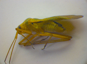  ( - BFB_Heteroptera_Kuechler_0268)  @13 [ ] CreativeCommons - Attribution Non-Commercial Share-Alike (2010) SNSB, Zoologische Staatssammlung Muenchen SNSB, Zoologische Staatssammlung Muenchen