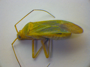  ( - BFB_Heteroptera_Kuechler_0269)  @13 [ ] CreativeCommons - Attribution Non-Commercial Share-Alike (2010) SNSB, Zoologische Staatssammlung Muenchen SNSB, Zoologische Staatssammlung Muenchen