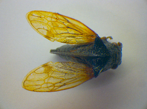  ( - BFB_Heteroptera_Kuechler_0270)  @11 [ ] CreativeCommons - Attribution Non-Commercial Share-Alike (2010) SNSB, Zoologische Staatssammlung Muenchen SNSB, Zoologische Staatssammlung Muenchen