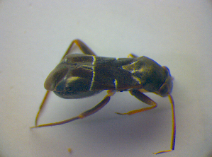  ( - BFB_Heteroptera_Kuechler_0274)  @12 [ ] CreativeCommons - Attribution Non-Commercial Share-Alike (2010) SNSB, Zoologische Staatssammlung Muenchen SNSB, Zoologische Staatssammlung Muenchen