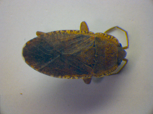  ( - BFB_Heteroptera_Kuechler_0277)  @12 [ ] CreativeCommons - Attribution Non-Commercial Share-Alike (2010) SNSB, Zoologische Staatssammlung Muenchen SNSB, Zoologische Staatssammlung Muenchen