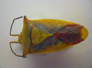  (Acanthosoma haemorrhoidale - BFB_Heteroptera_Kuechler_0284)  @14 [ ] CreativeCommons - Attribution Non-Commercial Share-Alike (2010) SNSB, Zoologische Staatssammlung Muenchen SNSB, Zoologische Staatssammlung Muenchen