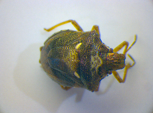  (Eurygaster austriaca - BFB_Heteroptera_Kuechler_0289)  @11 [ ] CreativeCommons - Attribution Non-Commercial Share-Alike (2012) SNSB, Zoologische Staatssammlung Muenchen SNSB, Zoologische Staatssammlung Muenchen
