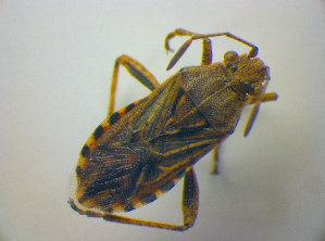 ( - BFB_Heteroptera_Kuechler_0300)  @13 [ ] CreativeCommons - Attribution Non-Commercial Share-Alike (2012) SNSB, Zoologische Staatssammlung Muenchen SNSB, Zoologische Staatssammlung Muenchen