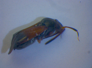  ( - BFB_Heteroptera_Kuechler_0304)  @12 [ ] CreativeCommons - Attribution Non-Commercial Share-Alike (2012) SNSB, Zoologische Staatssammlung Muenchen SNSB, Zoologische Staatssammlung Muenchen
