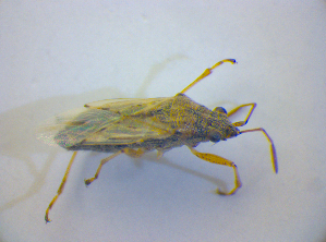  ( - BFB_Heteroptera_Kuechler_0342)  @12 [ ] CreativeCommons - Attribution Non-Commercial Share-Alike (2012) SNSB, Zoologische Staatssammlung Muenchen SNSB, Zoologische Staatssammlung Muenchen