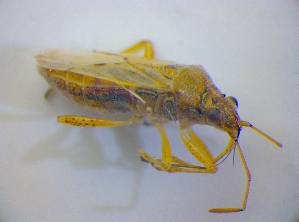  ( - BFB_Heteroptera_Kuechler_0343)  @12 [ ] CreativeCommons - Attribution Non-Commercial Share-Alike (2012) SNSB, Zoologische Staatssammlung Muenchen SNSB, Zoologische Staatssammlung Muenchen