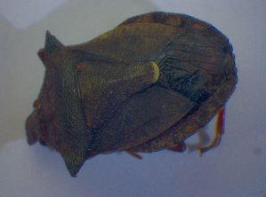  (Picromerus bidens - BFB_Heteroptera_Kuechler_0352)  @12 [ ] CreativeCommons - Attribution Non-Commercial Share-Alike (2012) SNSB, Zoologische Staatssammlung Muenchen SNSB, Zoologische Staatssammlung Muenchen