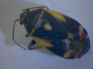  ( - BFB_Heteroptera_Kuechler_0365)  @11 [ ] CreativeCommons - Attribution Non-Commercial Share-Alike (2012) SNSB, Zoologische Staatssammlung Muenchen SNSB, Zoologische Staatssammlung Muenchen