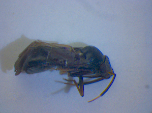  ( - BFB_Heteroptera_Kuechler_0366)  @12 [ ] CreativeCommons - Attribution Non-Commercial Share-Alike (2012) SNSB, Zoologische Staatssammlung Muenchen SNSB, Zoologische Staatssammlung Muenchen