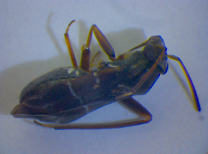  ( - BFB_Heteroptera_Kuechler_0367)  @12 [ ] CreativeCommons - Attribution Non-Commercial Share-Alike (2012) SNSB, Zoologische Staatssammlung Muenchen SNSB, Zoologische Staatssammlung Muenchen