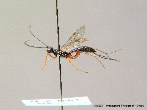  ( - BC ZSM HYM 07483)  @13 [ ] CreativeCommons - Attribution Non-Commercial Share-Alike (2010) Stefan Schmidt SNSB, Zoologische Staatssammlung Muenchen