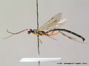  ( - BC ZSM HYM 07484)  @13 [ ] CreativeCommons - Attribution Non-Commercial Share-Alike (2010) Stefan Schmidt SNSB, Zoologische Staatssammlung Muenchen