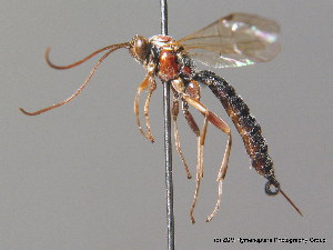  (Tromatobia lineatoria - BC ZSM HYM 10690)  @14 [ ] CreativeCommons - Attribution Non-Commercial Share-Alike (2011) Stefan Schmidt SNSB, Zoologische Staatssammlung Muenchen