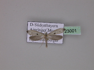  ( - BC ZSM Lep 23001)  @12 [ ] Copyright (2010) Axel Hausmann/Bavarian State Collection of Zoology (ZSM) SNSB, Zoologische Staatssammlung Muenchen