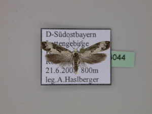  ( - BC ZSM Lep 23044)  @12 [ ] Copyright (2010) Axel Hausmann/Bavarian State Collection of Zoology (ZSM) SNSB, Zoologische Staatssammlung Muenchen