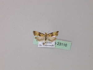  ( - BC ZSM Lep 23110)  @12 [ ] Copyright (2010) Axel Hausmann/Bavarian State Collection of Zoology (ZSM) SNSB, Zoologische Staatssammlung Muenchen