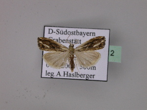  ( - BC ZSM Lep 23212)  @13 [ ] Copyright (2010) Axel Hausmann/Bavarian State Collection of Zoology (ZSM) SNSB, Zoologische Staatssammlung Muenchen