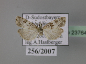  ( - BC ZSM Lep 23764)  @13 [ ] Copyright (2010) Axel Hausmann/Bavarian State Collection of Zoology (ZSM) SNSB, Zoologische Staatssammlung Muenchen