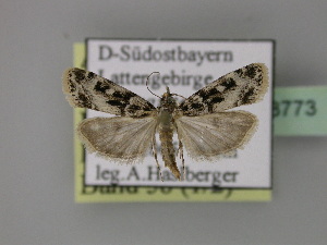  ( - BC ZSM Lep 23773)  @13 [ ] Copyright (2010) Axel Hausmann/Bavarian State Collection of Zoology (ZSM) SNSB, Zoologische Staatssammlung Muenchen