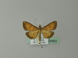  ( - BC ZSM Lep 24903)  @11 [ ] Copyright (2010) Axel Hausmann/Bavarian State Collection of Zoology (ZSM) SNSB, Zoologische Staatssammlung Muenchen
