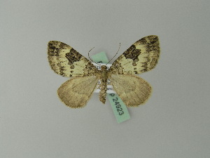  ( - BC ZSM Lep 24923)  @11 [ ] Copyright (2010) Axel Hausmann/Bavarian State Collection of Zoology (ZSM) SNSB, Zoologische Staatssammlung Muenchen
