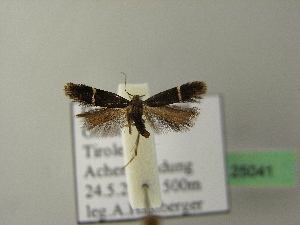  ( - BC ZSM Lep 25041)  @12 [ ] Copyright (2010) Axel Hausmann/Bavarian State Collection of Zoology (ZSM) SNSB, Zoologische Staatssammlung Muenchen