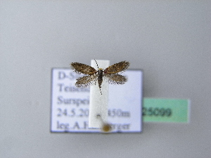  ( - BC ZSM Lep 25099)  @11 [ ] Copyright (2010) Axel Hausmann/Bavarian State Collection of Zoology (ZSM) SNSB, Zoologische Staatssammlung Muenchen