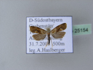  ( - BC ZSM Lep 25154)  @11 [ ] Copyright (2010) Axel Hausmann/Bavarian State Collection of Zoology (ZSM) SNSB, Zoologische Staatssammlung Muenchen