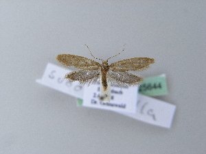  ( - BC ZSM Lep 25644)  @13 [ ] Copyright (2010) Axel Hausmann/Bavarian State Collection of Zoology (ZSM) SNSB, Zoologische Staatssammlung Muenchen