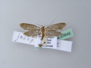  ( - BC ZSM Lep 25645)  @12 [ ] Copyright (2010) Axel Hausmann/Bavarian State Collection of Zoology (ZSM) SNSB, Zoologische Staatssammlung Muenchen