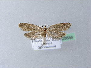  ( - BC ZSM Lep 25646)  @12 [ ] Copyright (2010) Axel Hausmann/Bavarian State Collection of Zoology (ZSM) SNSB, Zoologische Staatssammlung Muenchen