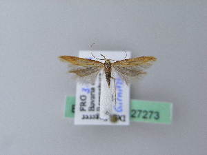  ( - BC ZSM Lep 27273)  @12 [ ] CreativeCommons - Attribution Non-Commercial Share-Alike (2010) Axel Hausmann SNSB, Zoologische Staatssammlung Muenchen