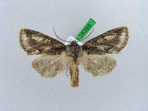  ( - BC ZSM Lep 28385)  @11 [ ] Copyright (2010) Axel Hausmann/Bavarian State Collection of Zoology (ZSM) SNSB, Zoologische Staatssammlung Muenchen
