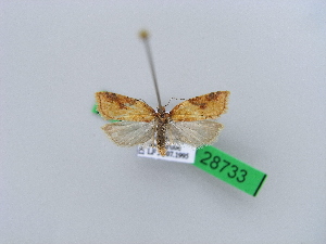  ( - BC ZSM Lep 28733)  @12 [ ] CreativeCommons - Attribution Non-Commercial Share-Alike (2010) Axel Hausmann SNSB, Zoologische Staatssammlung Muenchen