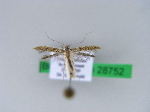  ( - BC ZSM Lep 28752)  @12 [ ] Copyright (2010) Axel Hausmann/Bavarian State Collection of Zoology (ZSM) SNSB, Zoologische Staatssammlung Muenchen