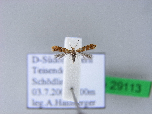  ( - BC ZSM Lep 29113)  @12 [ ] Copyright (2010) Axel Hausmann/Bavarian State Collection of Zoology (ZSM) SNSB, Zoologische Staatssammlung Muenchen