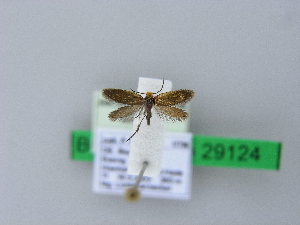  ( - BC ZSM Lep 29124)  @11 [ ] Copyright (2010) Axel Hausmann/Bavarian State Collection of Zoology (ZSM) SNSB, Zoologische Staatssammlung Muenchen